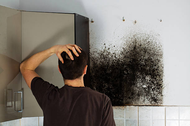 Best Same-Day Mold Removal  in Pleasant Valley, WV