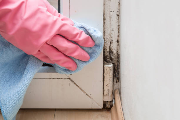 Mold Removal Process in Pleasant Valley, WV
