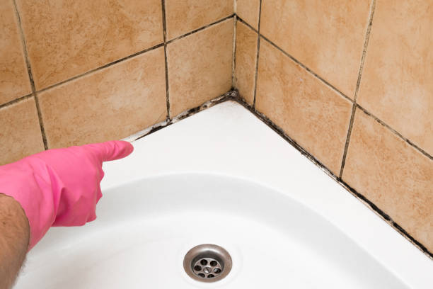 Mold Testing and Removal in Pleasant Valley, WV